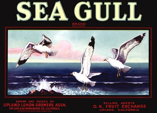 Sea Gull In Flight