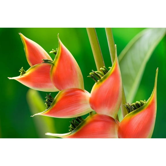 Heliconia Champneana Seeds for Planting - 10 Seeds - Banana Plant