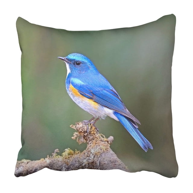 Funda de almohada ABPHQTO Macho Himalayan Bluetail Tarsiger rufilatus 50x50 cm