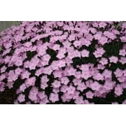 3 Dianthus 'Bath's Pink' (Cheddar Pinks) in 3.5" Pots--Fragrant, Early Blooming Perennials