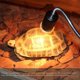 thumbnail image 2 of 10PCS Reptile Lamp Bulb Turtle Basking UV Light Bulbs 50W, 2 of 5