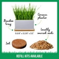 thumbnail image 5 of The Cat Ladies Organic Cat Grass Kit - With Organic Seed Mix, Soil, Ceramic Planter, Bamboo Tray, 5 of 10