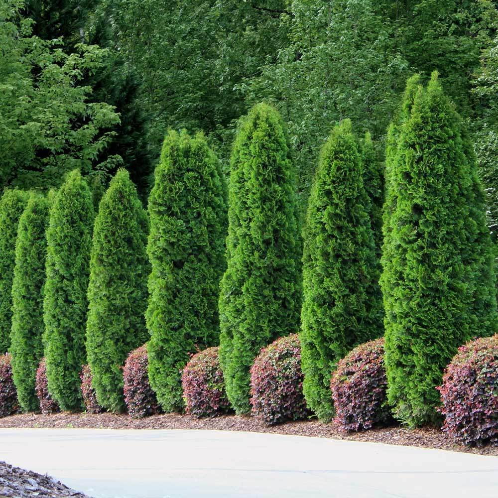 (2 pack) Expert Gardener 2.25G Arborvitae Emerald Green Live Plants Full Sun Green