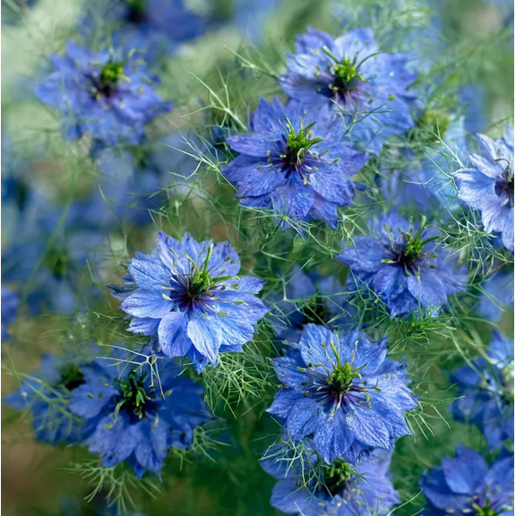 100 Seeds Blue Love In A Mist Seeds for Planting, Ornamental Annual with Blue Flowers for Gardens and Containers