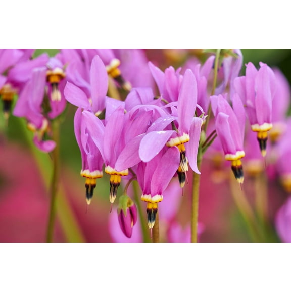 25 MIDLAND SHOOTING STAR (Flamingo Flower / Birds Bills / Prairie Pointer) Dodecatheon Meadia Flower Seeds