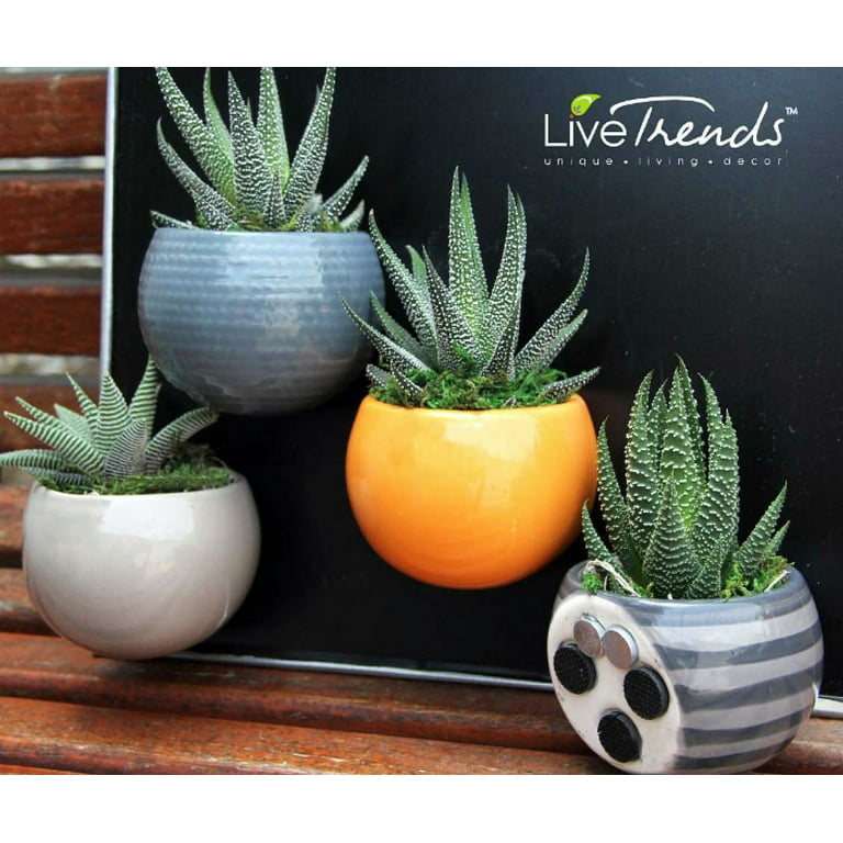Magnetized Nordic Planter/Live Succulent Plant- 3" x 5" - Orange -LiveTrends  - Walmart.com