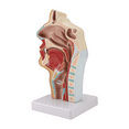 thumbnail image 5 of Nasal Cavity Throat Anatomy Model Human Anatomical Pharynx Larynx Model for Students Study Display Teaching,1 * Nasal Cavity Throat Anatomy Model,As shown, 5 of 8