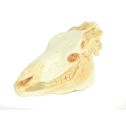 Zebra, Skull, Plastic Toy Animal, Kids Gift, Realistic Figure, Educational Model, Replica, Gift, 1 3/4" F4121 B193