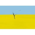thumbnail image 2 of Ivylu 32x23 Black Ornate Wood Framed with Double Matting Museum Art Print Titled - Canola Flowers, 2 of 4