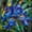 C, variant on Iris Planting-Ornamental-Premium Garden Stakes-Home Decoration-(Enduring, Non-Artificial)