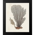 thumbnail image 2 of Knorr 15x18 Black Modern Framed Museum Art Print Titled - Knorr Shells And Coral III, 2 of 5