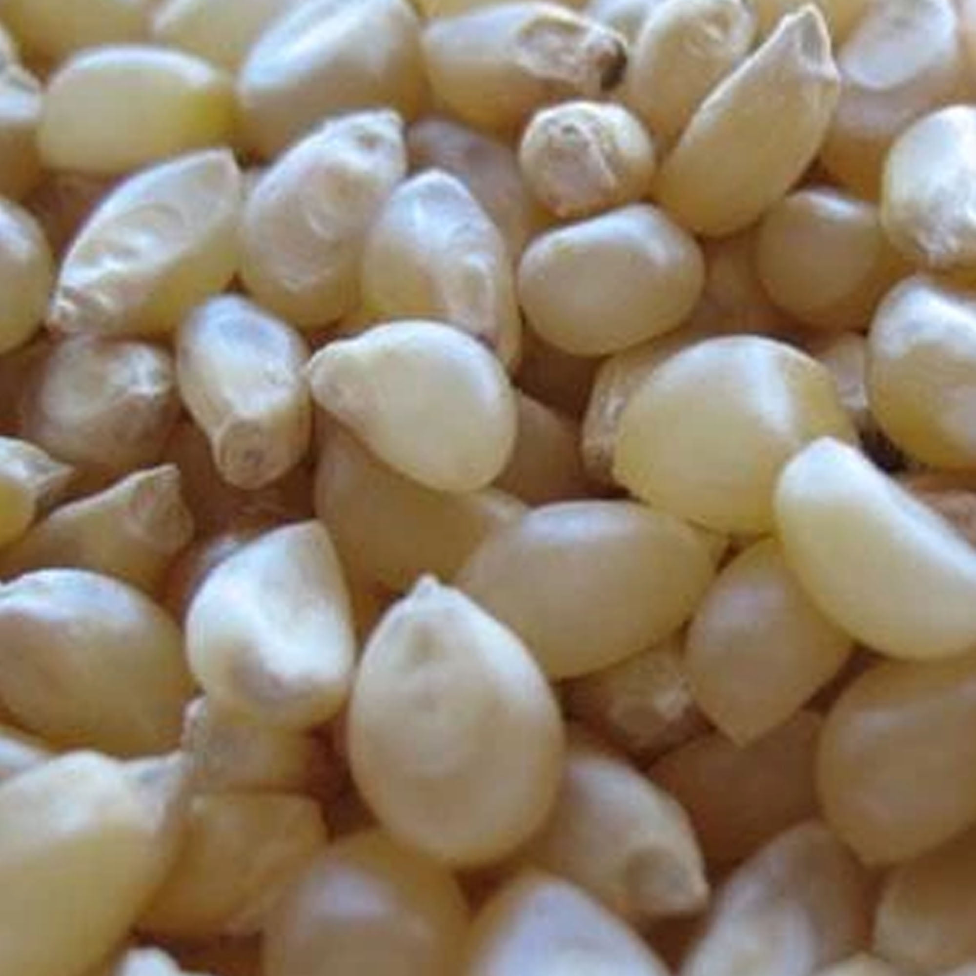Japanese Hulless Popcorn 1/2 OZ 100 Seeds NonGMO, Heirloom, Open Pollinated Vegetable