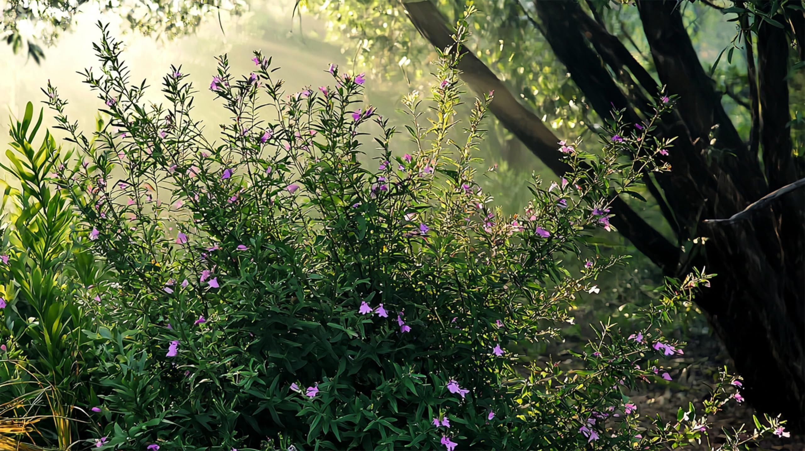 Mexican Heather  3 Live Plants  Cuphea Hyssopifolia  Flowering Ground Cover  Heat-Tolerant Garden Plants