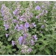 thumbnail image 3 of Walker's Low Catmint Perennial - Nepeta faassenii  - Quart Pot - Live Plant, 3 of 4