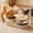 Yellow, variant on 2-IN-1 Cat Water Fountain with Food Bowl, Plastic Automatic Water Dispenser, Dual Design Pet Drinking Fountain for Cats Dogs Indoor Daily Drinking and Feeding