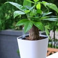 thumbnail image 4 of 4pcs Water Level Indicators for Gardening Potted Plants with Water Shortage Display Meter, 4 of 9