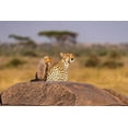 thumbnail image 2 of Jaynes Gallery 14x11 White Modern Wood Framed Museum Art Print Titled - Africa-Tanzania-Serengeti National Park Mother cheetah and baby, 2 of 4