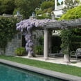 thumbnail image 7 of Amethyst Falls Wisteria – Wisteria Plant, 7 of 7
