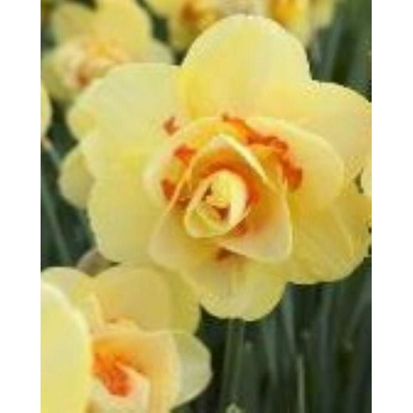 TASC Narcissus Flower Bulbs-Narcissus Double Ascot (10 Bulbs)