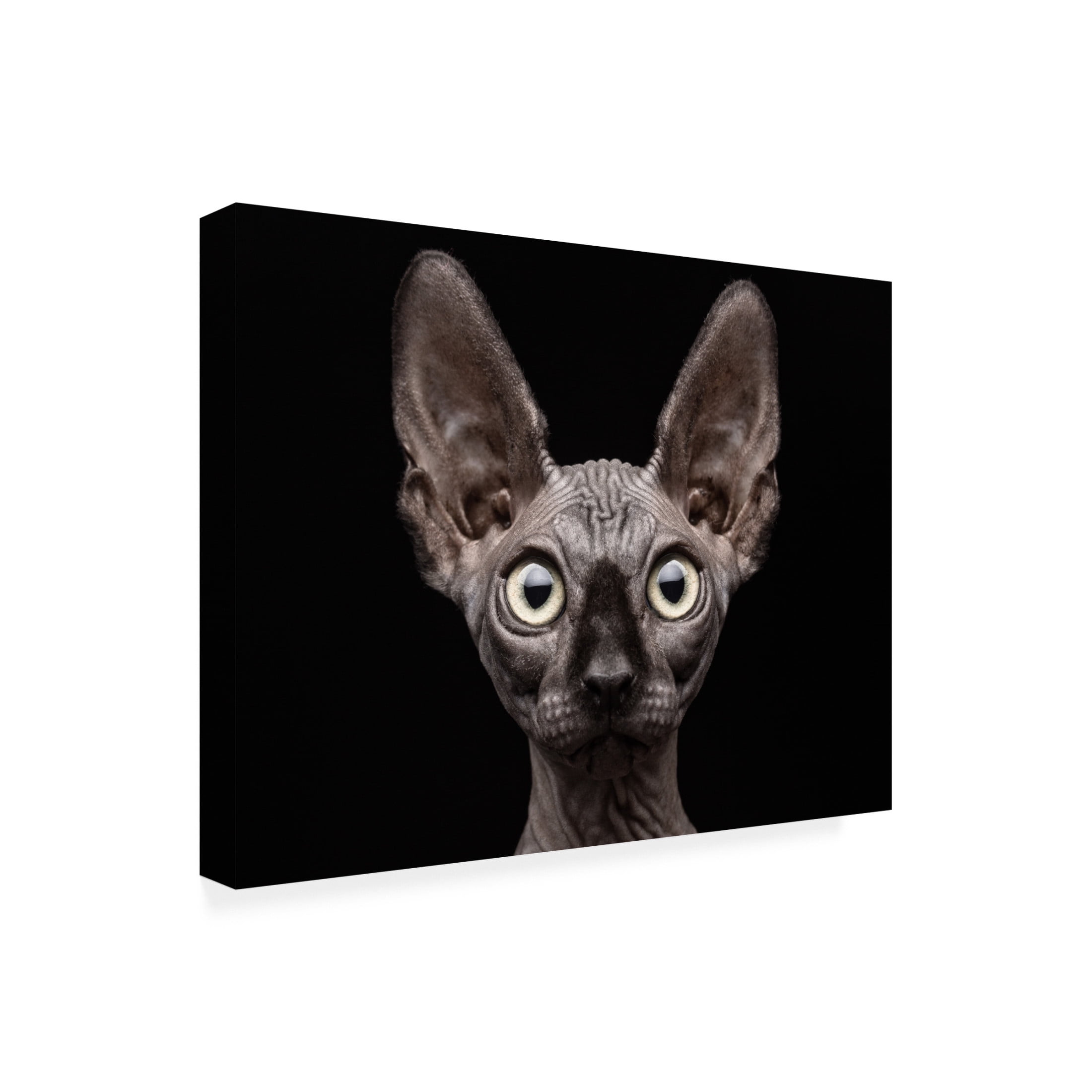 Patrick Matte 'Sphynx Cat' Canvas Art - 24 x 18 Inches