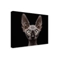 thumbnail image 4 of Patrick Matte 'Sphynx Cat' Canvas Art - 32 x 24 Inches, 4 of 4