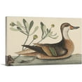 thumbnail image 1 of ARTCANVAS Bahama White-Cheeked Pintail Canvas Art Print by Mark Catesby - Size: 26" x 18" (1.50" Deep), 1 of 9