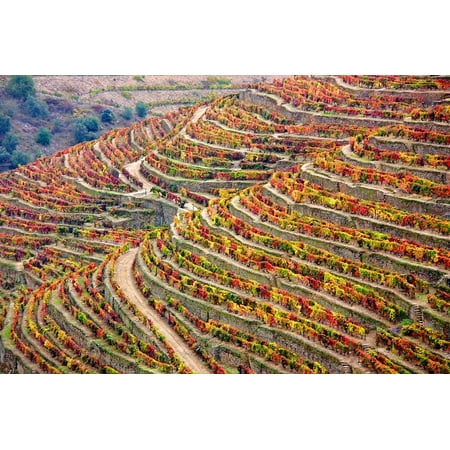 Canvas Print Portugal Winery Douro Landscape Douro Landscape Stretched Canvas 10 x (Best Wineries In Portugal)