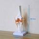thumbnail image 1 of Modelo de Anatomía YONGSHENG Articulación de la Rodilla Esqueleto Humano Suministros de Enseñanza, 1 of 4