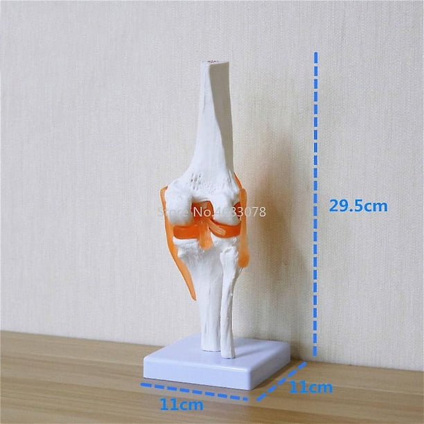 Modelo de Anatomía YONGSHENG Articulación de la Rodilla Esqueleto Humano Suministros de Enseñanza