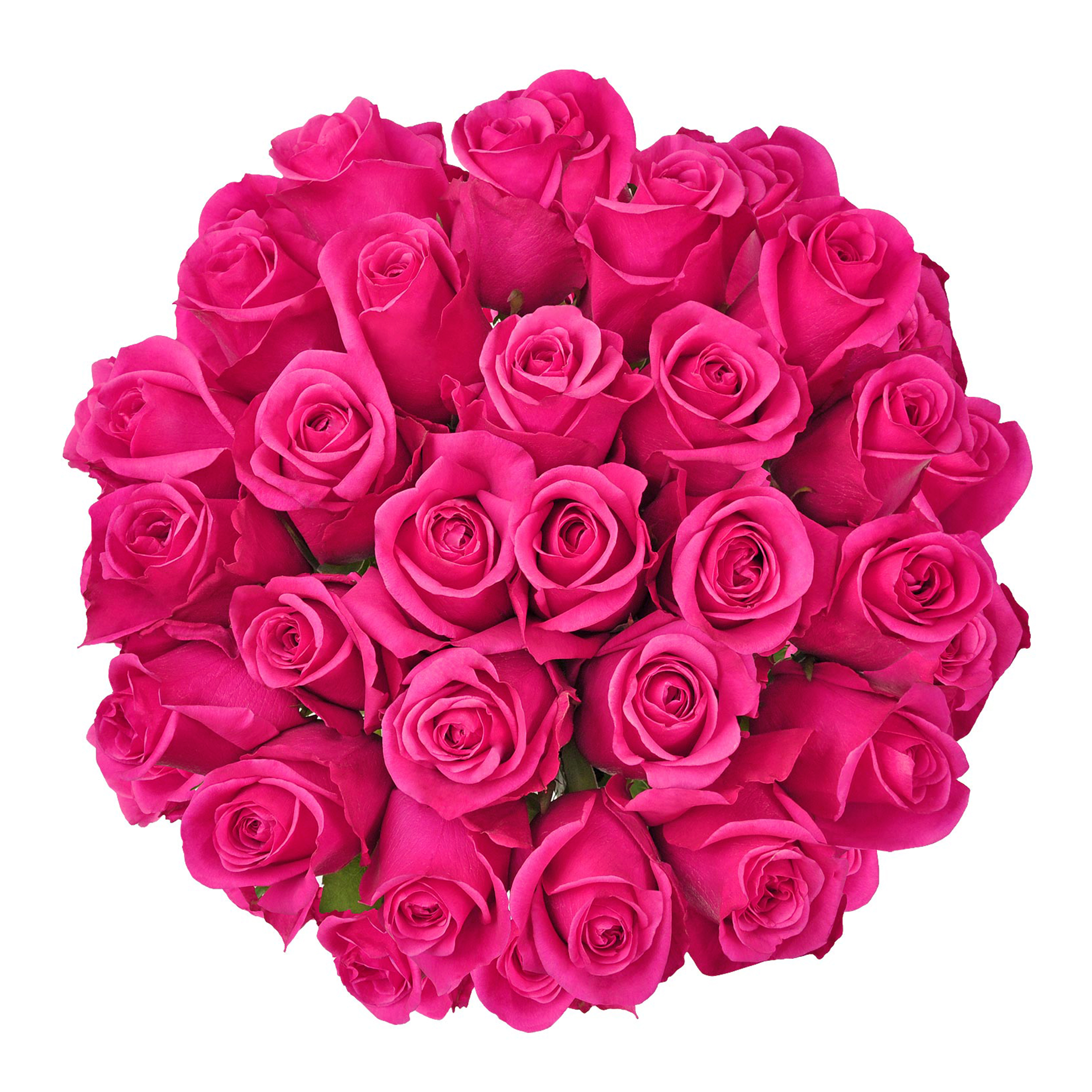 Hot Pink Roses 50 cm - Fresh Cut - 100 Stems, Size: 50 cm / 20 in