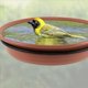 thumbnail image 5 of Comedero para Pájaros, Ardilla, Comedero para Pájaros, Comedero Colgante para Pájaros, Estanque para Pájaros, Bandeja para Comedero para Pájaros, Bandeja Fija para Pájaros (4 Uds), 5 of 5