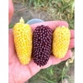 thumbnail image 3 of TomorrowSeeds - Rainbow Mix Strawberry Popcorn (Ornamental Corn) Seeds - 50+ Count - For 2026 Planting, 3 of 9