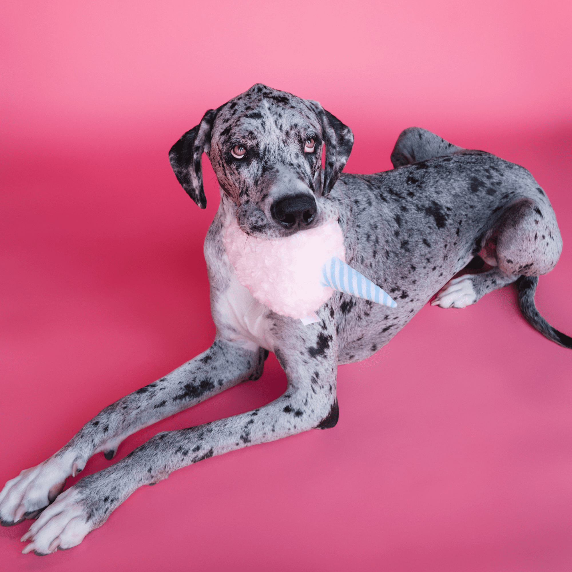 Bundle x Joy Cotton Candy Plush for Dogs with Squeaker, Crinkle & Softness for Added Joy