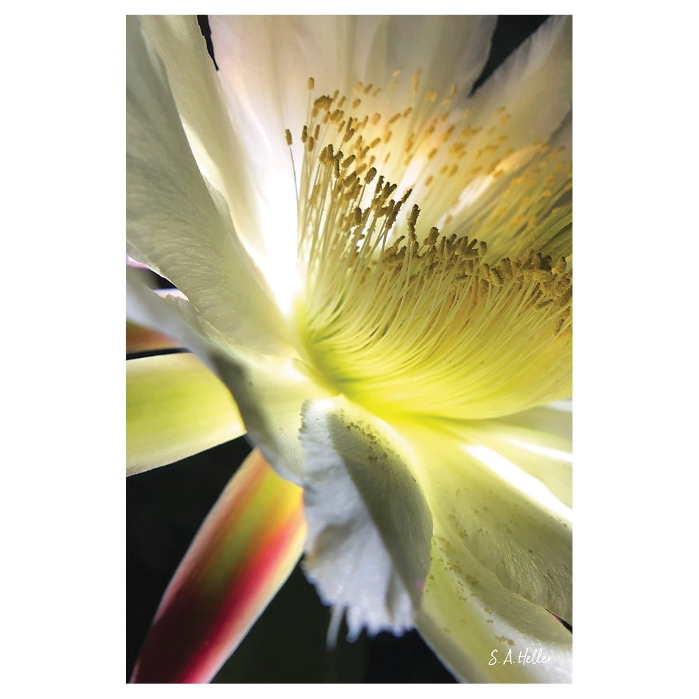 Bloom Parade By Photographer Steven A. Heller - 20"X30" Canvas