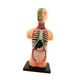 thumbnail image 4 of Modelo de cuerpo humano para niños Modelo de torso humano Modelo de órganos educativos Muñeca de anatomía Modelo humano extraíble, para suministros de, 4 of 10