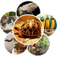 thumbnail image 3 of 50W Infrared Ceramic Heat Lamp for Turtles, Parrots, Lizards, Birds, Winter Heater Supplies, Solid Ceramic, Wide Application Range, 3 of 8