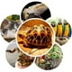 thumbnail image 3 of Lámpara de calefacción de 50W, lámpara de luz de calor con pantalla de cerámica infrarroja para tortugas, loros, lagartos, pájaros, suministros de calentador de invierno, 3 of 12