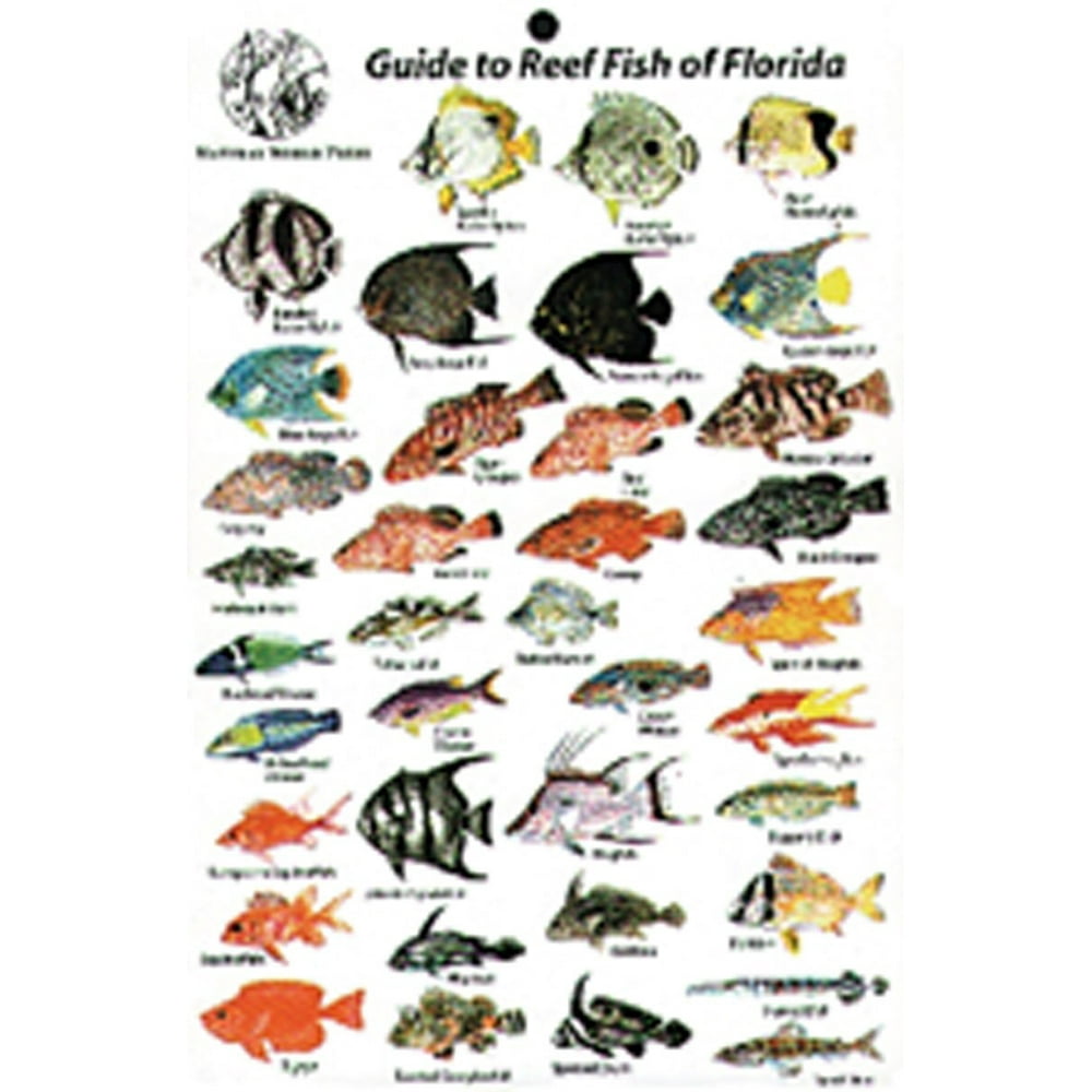 Guide to Reef Fish Florida ID Card Travel 6x9 B202