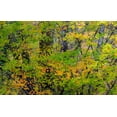 thumbnail image 2 of Gulin, Sylvia 24x17 Gold Ornate Wood Framed with Double Matting Museum Art Print Titled - USA-Washington State-Sammamish Japanese Maple leaves with fall colors, 2 of 4