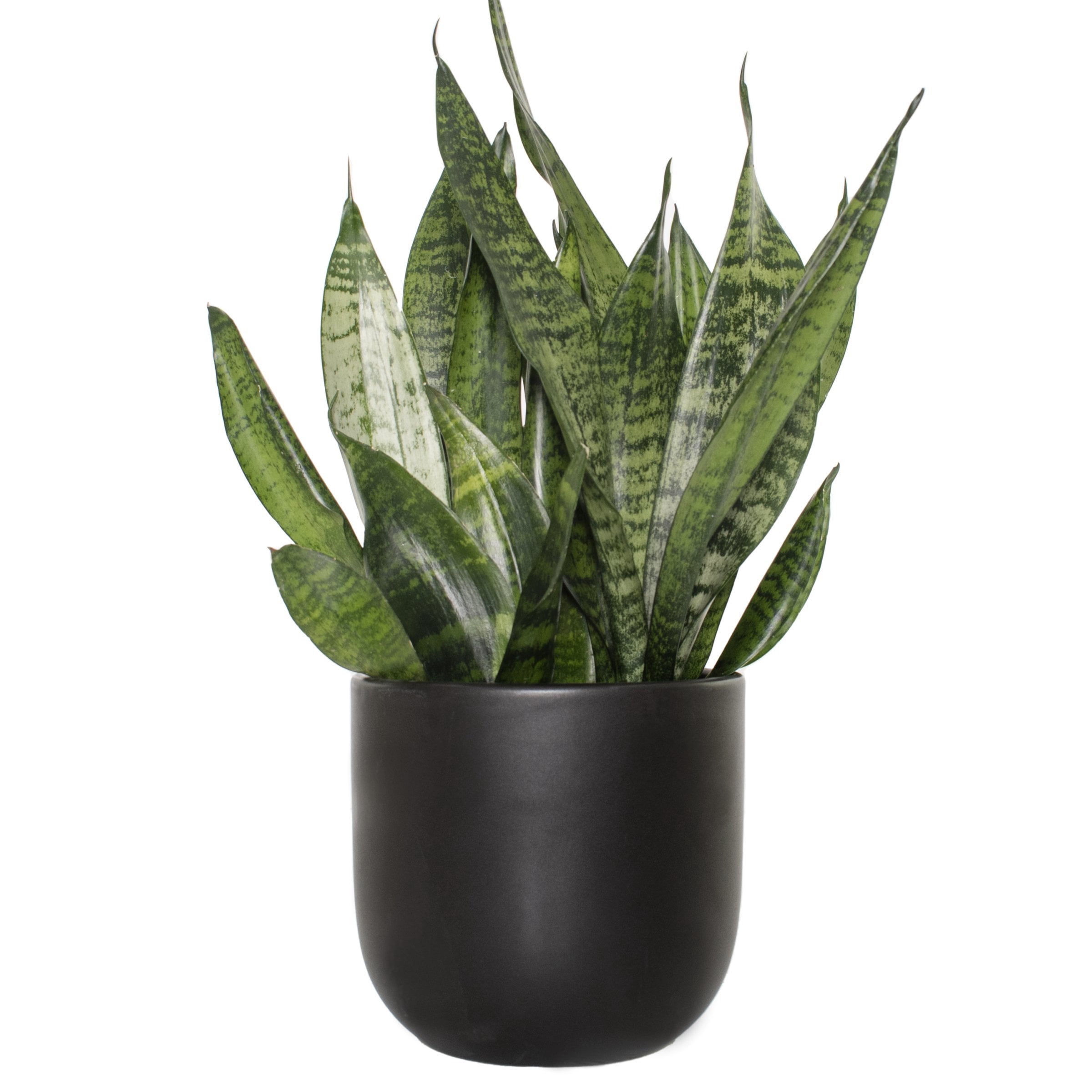 6 in. Sansevieria Zeylanica Plant in Grower Container