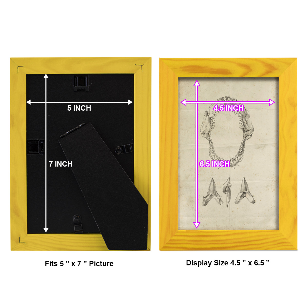 Shark Study I - Framed Print w/glass - Sunflower Yellow