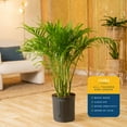 thumbnail image 4 of Costa Farms 36-48" Tall Cat Palm, Bright Indirect Sunlight, Indoor Live House Plants in Nursery Pot, 4 of 10