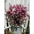 thumbnail image 5 of Midnight Ruby Rhododendron, 5 of 6