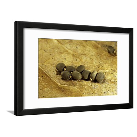 Carausius Morosus (Indian Stick Insect) - Eggs Framed Print Wall Art By Paul Starosta