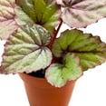 thumbnail image 3 of Begonia Oteka Rhizomatous, 4 inch, White Rhizo with Light Pink Band, 3 of 4