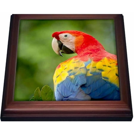 3dRose Scarlet macaw bird, rainforest, Costa Rica - SA22 RSP0031 - Rob Sheppard, Trivet with Ceramic Tile, 8 by