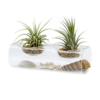 Air Plant Terrarium Kit Moss Dorm Decoration College Gift For Friend