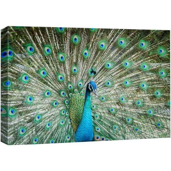 Impressions sur Toile Art Mural - Paon Montrant Ses Belles Plumes/étalant Sa Queue Décoration Murale Moderne/décoration Maison Galerie Étirée Enveloppe Toile Impression Giclée & Prêt à Accrocher - 16 Pouces x 24 Pouces