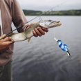 thumbnail image 4 of Soft Frog Lure 6.5cm/2.5in Floating Toman Swimbait Bait Snakehead Casting Lures Spoon Eyes, 4 of 8