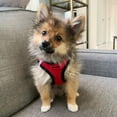 thumbnail image 2 of Voyager Step-in Air All Weather Mesh Harness and Reflective Dog 5 ft Leash Combo with Neoprene Handle, for Small, Medium and Large Breed Puppies - Red/Black Trim, XX-Small, 2 of 9